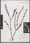 Foto von Salix L.